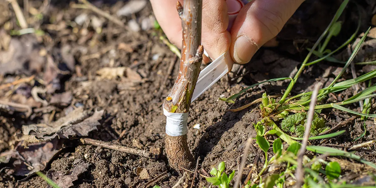 Fruit Tree Grafting Guide