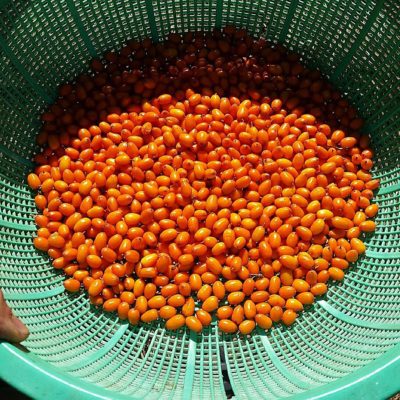 Sea Berries in strainer