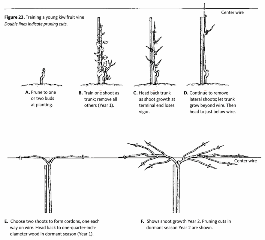 Kiwi pruning instructional guide from the OSU Extension Service