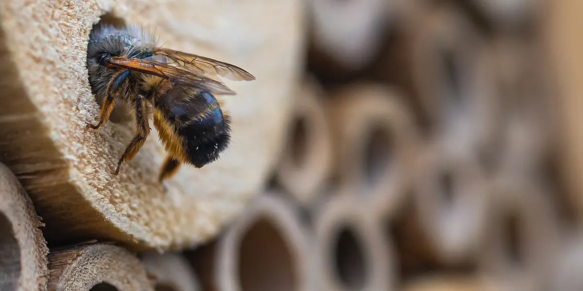 Mason Bee's and How to Care for Them