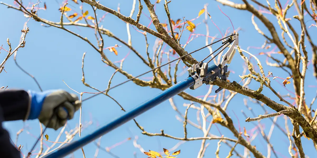 Winter Tasks and Prepping for Spring
