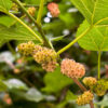 Big Pink Mulberry
