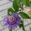 Fata Confetto Passionflower