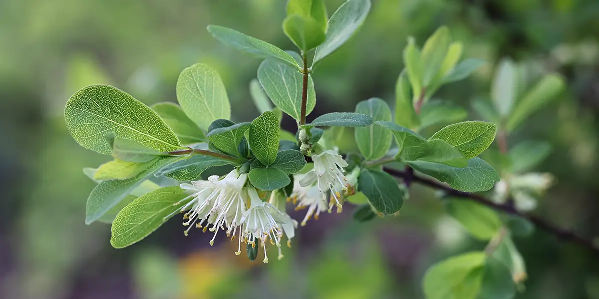 Honeyberry Growing Guide