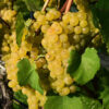 Madeleine Angevine Wine Grape
