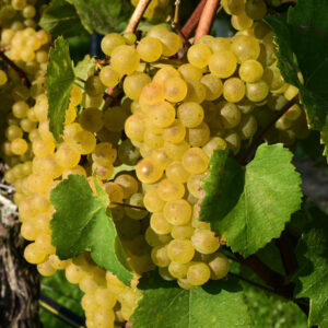 Madeleine Angevine Wine Grape