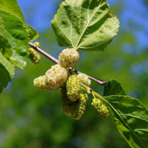 White Ivory Mulberry