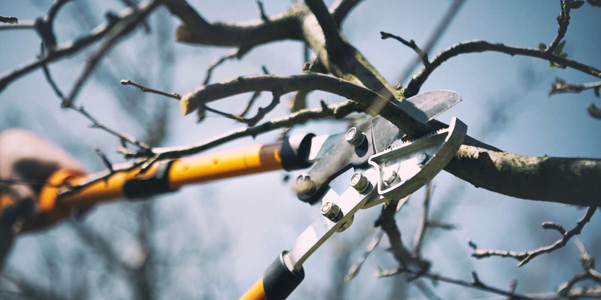 Winter Pruning for Fruit Trees