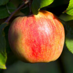 Alkmene Apple tree