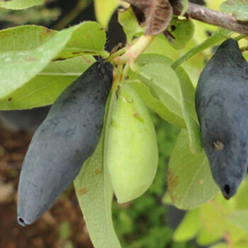 Blue Horn Honeyberry – Early Blooming