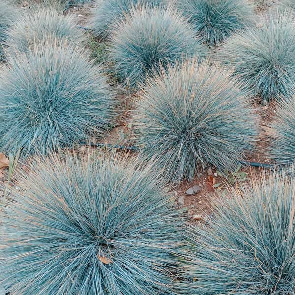 grow pads for plants Biostrate 185 Felt Sheets main image 1