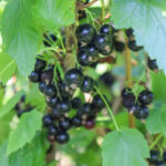 Savanna Zap Black Currant