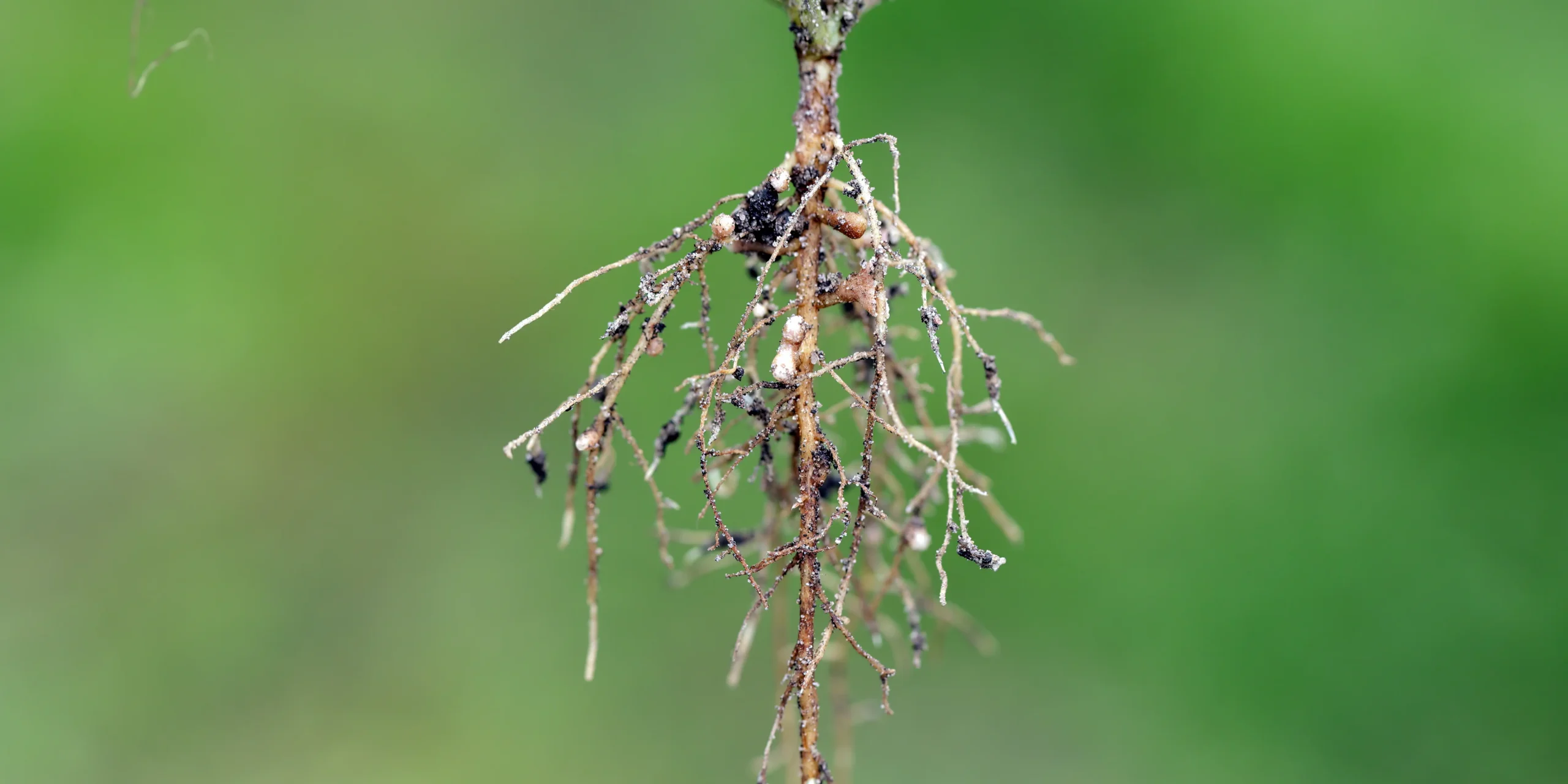 Nitrogen Fixing Plants