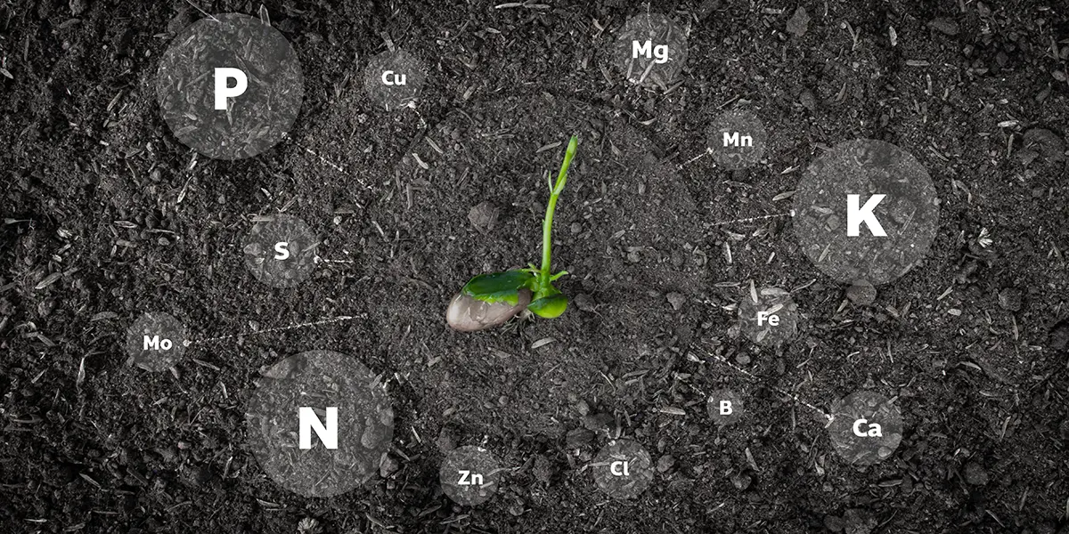Plant Nutrition and Fertilization Guide