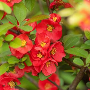 Quince, Flowering