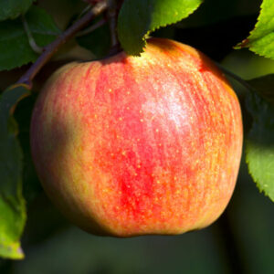 Alkmene Apple Tree