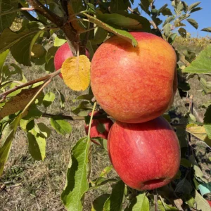 Alkmene Apple