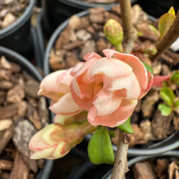 Double Pink Flowering Quince