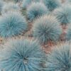 Elijah Blue Fescue