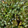 Heliohebe hulkeana