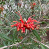 Neil Bell Grevillea