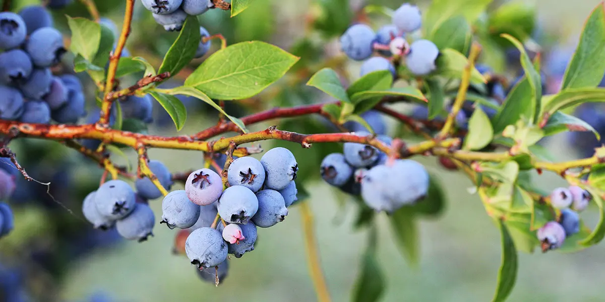 Blueberry Growing Guide
