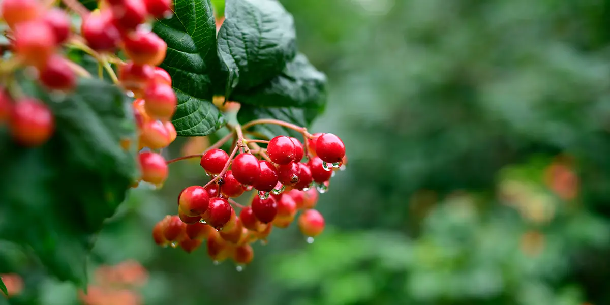 Schisandra Growing Guide