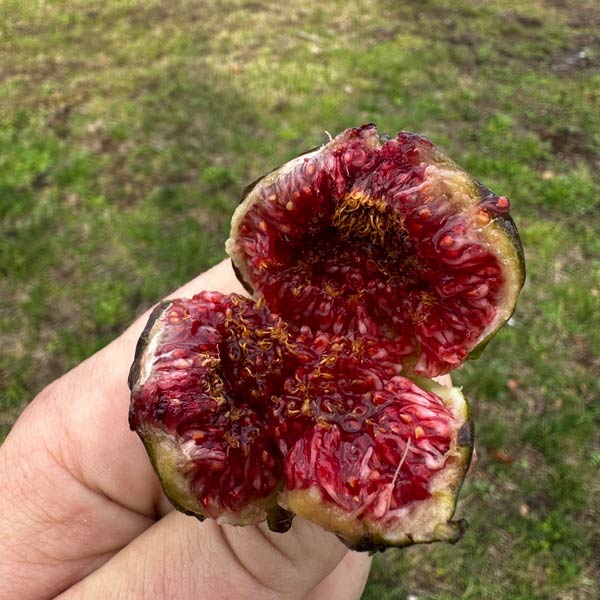 Bass' Favorite Fig Tree - One Green World
