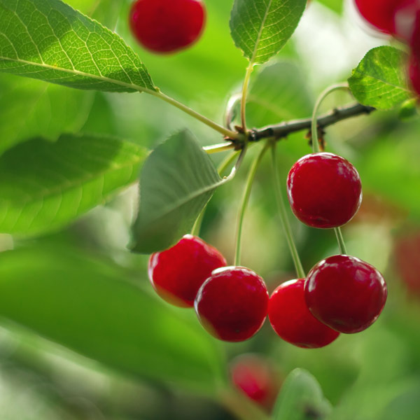 Juliet Bush Cherry - One Green World