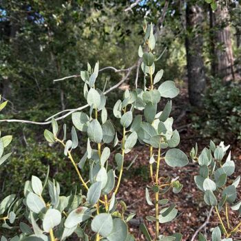 California Pinkbract Manzanita