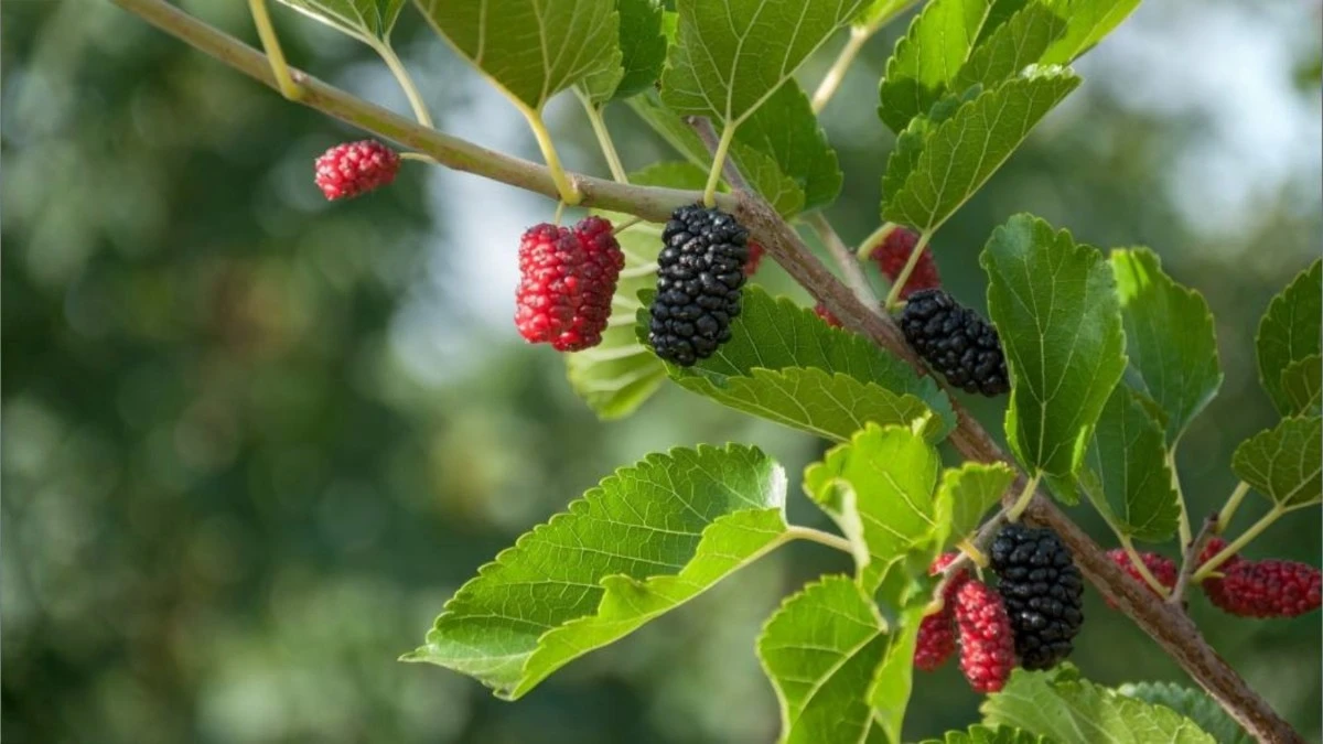 Mulberry Growing Guide