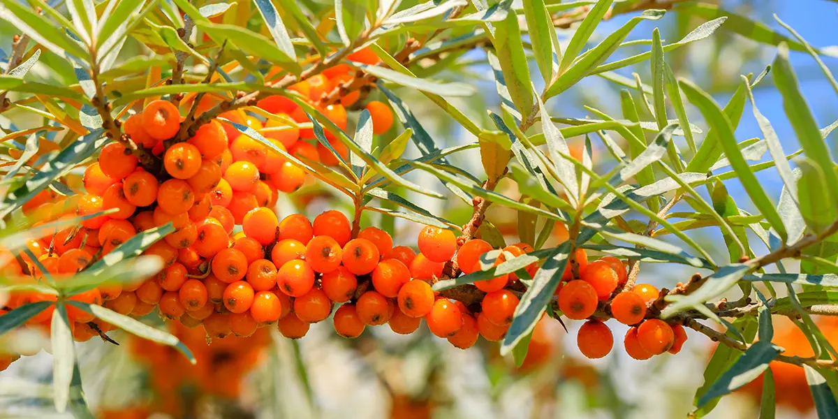 Sea Berry Growing Guide