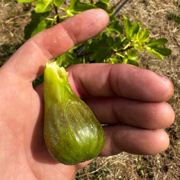Blanche des deux Saisons Fig Tree - One Green World