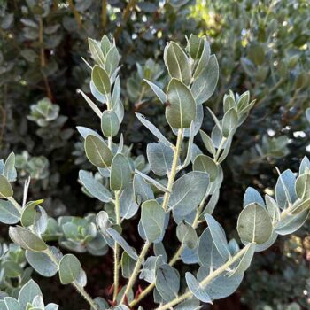 Bonny Doon Hybrid Manzanita