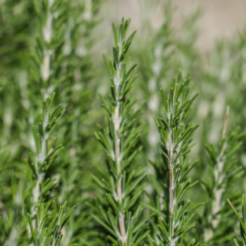 Green Ginger Rosemary
