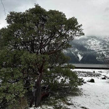 Starvation Creek Whiteleaf Manzanita