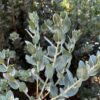 Bonny Doon Hybrid Manzanita