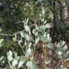 California Pinkbract Manzanita