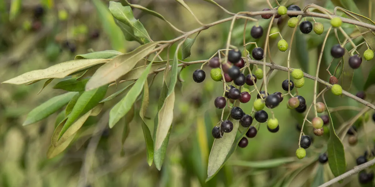 Olive Growing Guide