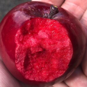 Pendragon Red Fleshed Apple Tree