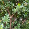 arbutus-x-andrachnoides