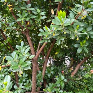 arbutus-x-andrachnoides