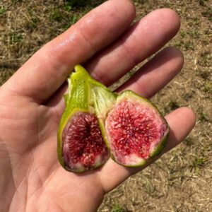 Blanche des deux Saisons fig