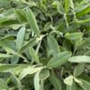 Cistus halimifolia