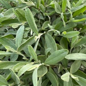 Cistus halimifolia