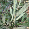 Cutleaf Tanoak