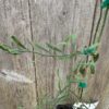 Australian Desert Lime