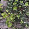 Grizzly Bearberry
