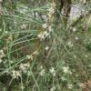 Hakea microcarpa
