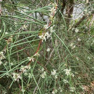 Hakea microcarpa